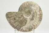 Silver Iridescent Ammonite (Cleoniceras) Fossil - Madagascar #219599-1
